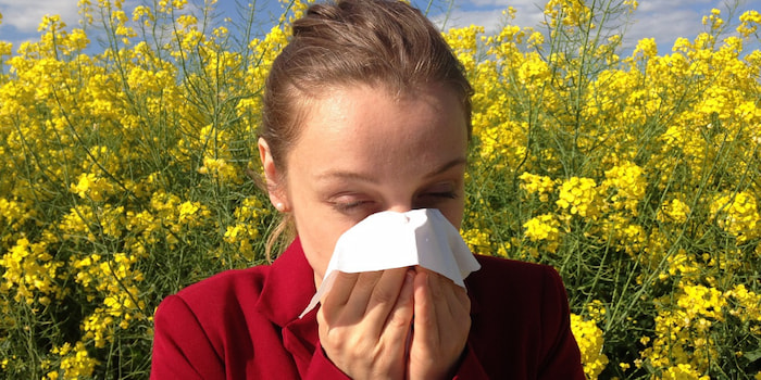 CBD a alergia